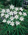   bela Vrtno Cvetje Pomlad Starflower / Ipheion fotografija