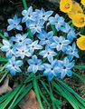  modrá Záhradné kvety Jar Starflower / Ipheion fotografie