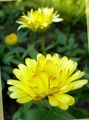   amarelo Flores do Jardim Calêndula / Calendula officinalis foto