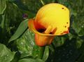   oranssi Puutarhakukat Calla Lily, Arum Lilja kuva