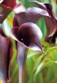   შინდისფერი ბაღის ყვავილები Calla ლილი, Arum ლილი სურათი