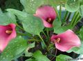   粉红色 园林花卉 马蹄莲，百合阿鲁姆 / Calla 照