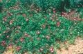   წითელი ბაღის ყვავილები იტალიური Winecups, ყაყაჩოს ბალბის / Callirhoe involucrata სურათი
