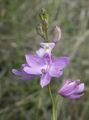   syrin Hage blomster Gress Rosa Orkide / Calopogon Bilde