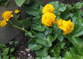   žltá Záhradné kvety Záružlie / Caltha palustris fotografie