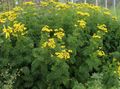   żółty Ogrodowe Kwiaty Kalufer (Wrotyczu Balsamicznym) / Tanacetum zdjęcie