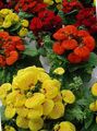   crvena Gospina Papučica, Papuča Cvijet, Slipperwort, Bilježnica Biljka, Torbica Cvijet / Calceolaria Foto