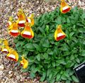   oranžs Lady Tupele, Tupele Ziedu, Slipperwort, Uzziņu Augs, Maisiņš Zieds / Calceolaria Foto