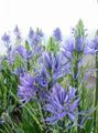   γαλάζιο Λουλούδια κήπου Camassia φωτογραφία