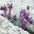   nachový Zahradní květiny Saxifraga fotografie