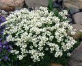   balts Dārza Ziedi Saxifraga Foto