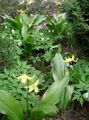   gelb Gartenblumen Fawn Lily / Erythronium Foto