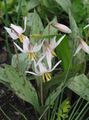   white Garden Flowers Fawn Lily / Erythronium Photo