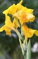   amarillo Flores de jardín Lirio Canna, Planta Tiro Indio Foto