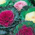   red Flowering Cabbage, Ornamental Kale, Collard, Curly kale / Brassica oleracea Photo