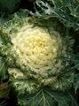   rumena Cvetoče Zelje, Okrasne Ohrovt, Collard, Kodrasti Ohrovt / Brassica oleracea fotografija