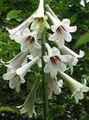   bílá Zahradní květiny Obří Lilie / Cardiocrinum giganteum fotografie