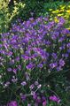   vijolična Vrtno Cvetje Ljubezen Rastlina, Kupid Dart / Catananche fotografija