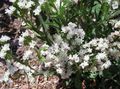   biały Ogrodowe Kwiaty Kermek (Limonium) Statice zdjęcie