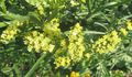   žltá Záhradné kvety Carolina More Levandule / Limonium fotografie