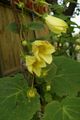   žlutý Zahradní květiny Žlutý Vosk Zvony / Kirengeshoma palmata fotografie