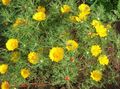   žlutý Zahradní květiny Cladanthus fotografie