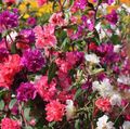   κόκκινος Λουλούδια κήπου Clarkia, Γιρλάντα Λουλούδι, Βουνό Γιρλάντα φωτογραφία