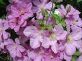   rosa Gartenblumen Klematis / Clematis Foto