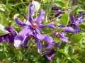   vijolična Vrtno Cvetje Srobot / Clematis fotografija