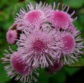   różowy Ogrodowe Kwiaty Ageratum / Ageratum houstonianum zdjęcie