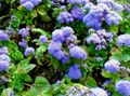   světle modrá Floss Květina / Ageratum houstonianum fotografie