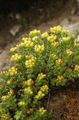   giallo I fiori da giardino Rhodiola, Roseroot, Sedum, Roseroot Di Leedy, Stonecrop foto
