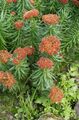   წითელი ბაღის ყვავილები Rhodiola, Roseroot, Sedum, Leedy ის Roseroot, Stonecrop სურათი