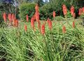   czerwony Ogrodowe Kwiaty Knifofiya (Tritoma) / Kniphofia zdjęcie