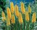   żółty Ogrodowe Kwiaty Knifofiya (Tritoma) / Kniphofia zdjęcie