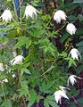   bílá Zahradní květiny Atragene, Malý-Květovaný Plamének fotografie