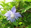   ライトブルー 庭の花 Atragene、小花の咲くクレマチス フォト