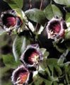   შინდისფერი ბაღის ყვავილები ტაძრის ზარები, თასი და Saucer ქარხანა, თასი და Saucer ვაზის / Cobaea scandens სურათი