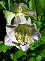   lilac bláthanna gairdín Bells Ardeaglais, Cupán Agus Saucer Plandaí, Cupán Agus Saucer Vine / Cobaea scandens Photo