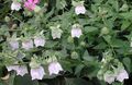   bianco I fiori da giardino Cofano Campanula / Codonopsis foto