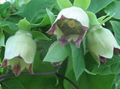   verde Flores de jardín Bellflower Capó / Codonopsis Foto
