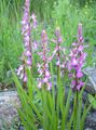   pinkki Puutarhakukat Tuoksuva Orkidea, Hyttynen Gymnadenia kuva