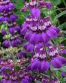   purple Garden Flowers Blue-Eyed Mary, Chinese Houses / Collinsia Photo