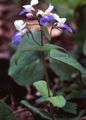   luz azul Flores do Jardim De Olhos Azuis Mary, Casas Chinês / Collinsia foto