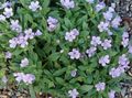   lilac Garden Flowers Collomia Photo