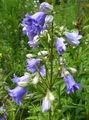   голубой Садовые Цветы Колокольчик высокорослый / Campanula Фото