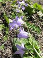  šeřík Zahradní květiny Campanula, Zvonek fotografie