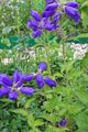   μπλε Λουλούδια κήπου Campanula, Καμπανούλα φωτογραφία