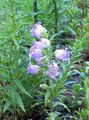   svetlo modra Vrtno Cvetje Campanula, Zvončica fotografija