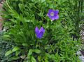  zils Dārza Ziedi Campanula, Itāļu Pulkstenīte Foto